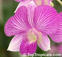 Dendrobium x Phalaenopsis 'Stripe Thailand', Dendrobium 'Stripe Thailand'

Click to see full-size image