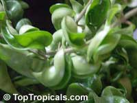 Hoya carnosa Compacta, Hindu Rope, Krinkle Kurls

Click to see full-size image