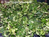 Hoya carnosa Compacta, Hindu Rope, Krinkle Kurls

Click to see full-size image
