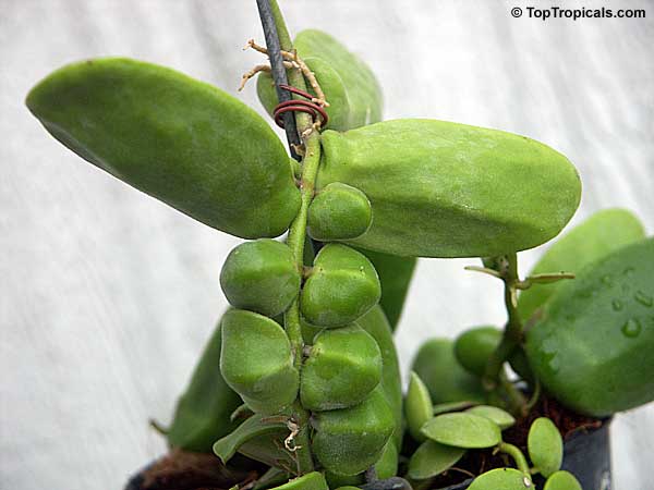 Dischidia rafflesiana, Dischidia major, Ant Plant, Malayan Urn Vine, Rattle Sculls