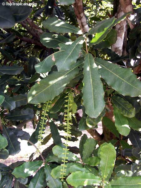 Macadamia sp., Macadamia nut