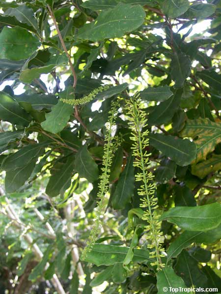 Macadamia integrifolia, Macadamia nut