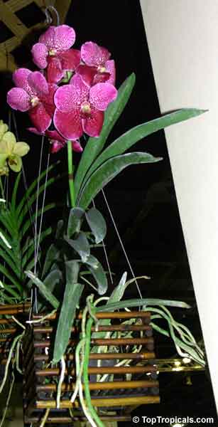 Vanda sp., Vanda Orchid. Fuch Delight Red Spot