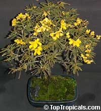 Senna polyphylla, Cassia biflora, Cassia microphylla,Cassia polyphylla, Cassia tenuissima, Peiranisia polyphylla, Desert Cassia

Click to see full-size image
