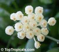 Hoya lacunosa - Miniature Fragrant Hoya

Click to see full-size image