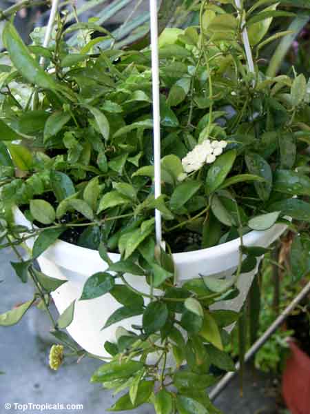 Hoya lacunosa, Wax plant