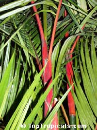 Cyrtostachys renda, Cyrtostachys lakka, Lipstick Palm, Sealing Wax Palm