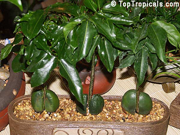 Castanospermum australe, Black Bean, Moreton Bay Chestnut