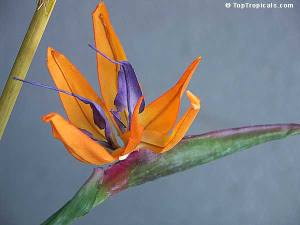 Strelitzia reginae, Bird of Paradise, Crane Flower, Stelitzia