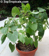 Dioscorea mexicana - 4-6" caudex

Click to see full-size image