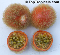 Solanum quitoense (Апельсиновый томат) - растение