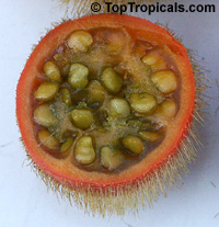 Solanum quitoense, Solanum angulatum, Naranjilla, Naranjillo, Lulo

Click to see full-size image