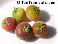 Dovyalis hebecarpa, Dovyalis abyssinica, Tropical Apricot, Ketembilla, Ceylon Gooseberry

Click to see full-size image