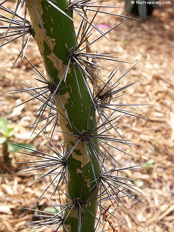 Rhodocactus grandifolius, Pereskia grandifolia, Pereskia grandiflora, Rose Cactus, Wax Rose, Perescia, Bastard Rose