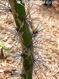Rhodocactus grandifolius, Pereskia grandifolia, Pereskia grandiflora, Rose Cactus, Wax Rose, Perescia, Bastard Rose

Click to see full-size image