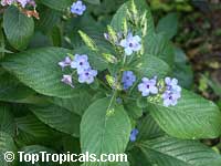 Eranthemum pulchellum, Eranthemum nervosum, Blue sage, Blue eranthemum, Lead Flower

Click to see full-size image