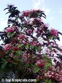 Clerodendrum quadriloculare, Winter Starburst, Fireworks, Clerodendron

Click to see full-size image