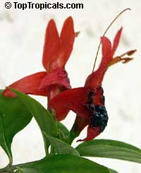 Ruttya fruticosa Orange, Rabbit Ears, Orange Bird, Hummingbird plant