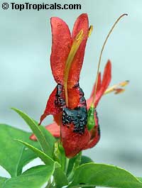 Ruttya fruticosa Orange, Rabbit Ears, Orange Bird, Hummingbird plant

Click to see full-size image