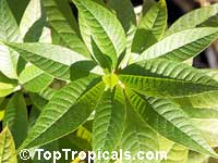 Pouteria viridis, Calocarpum viride, Green Sapote

Click to see full-size image