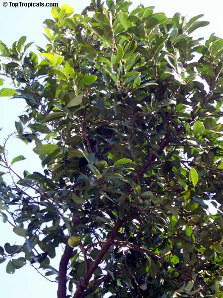 Diospyros nigra, Diospyros digyna, Diospyros obtusifolia, Black Sapote, Chocolate Pudding Fruit, Black/Chocolate Persimmon