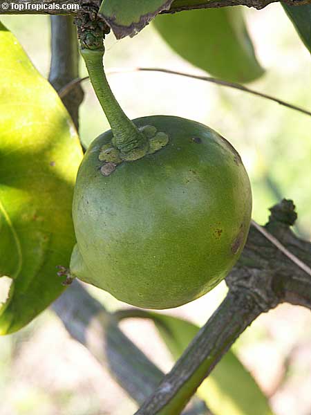 Garcinia xanthochymus, Garcinia tinctoria, Himalayan Garcinia, False mangosteen, Gamboge