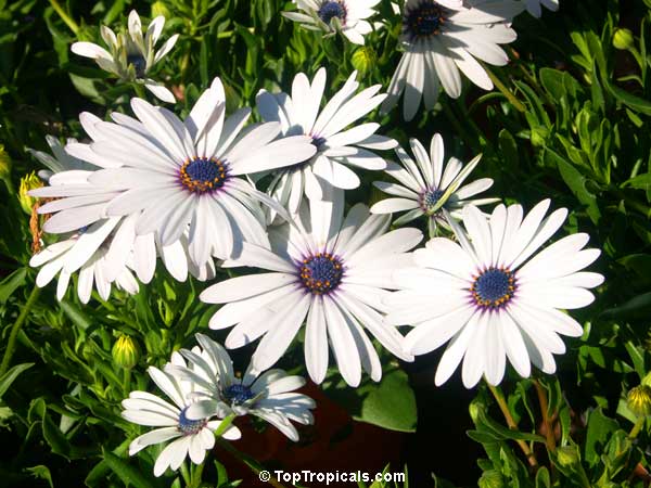 Osteospermum sp., Trailing African Daisy, Freeway Daisy, Blue Eyed Daisy