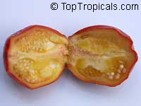 Solanum melongena, Tropical Eggplant, Asian Eggplant

Click to see full-size image