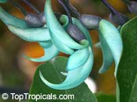 Strongylodon macrobotrys, Turquoise Jade Vine, Blue Jade Vine

Click to see full-size image