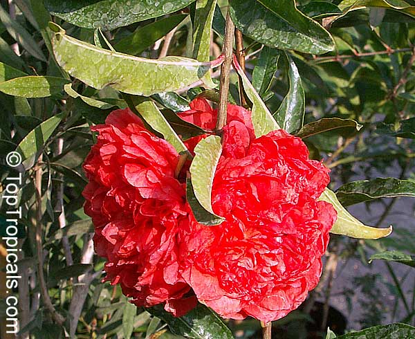 Punica granatum Flore Pleno, Flowering Pomegranate, Noshi Shibari, Double Flower Pomegranate