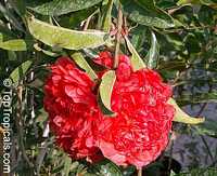 Punica granatum Flore Pleno, Flowering Pomegranate, Noshi Shibari, Double Flower Pomegranate

Click to see full-size image