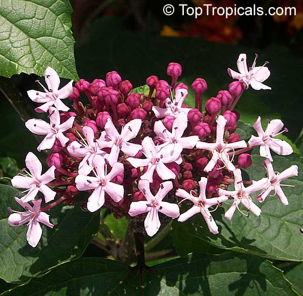 Clerodendrum bungei, Cashmere (Cashmir) bouquet, Glory Bower, Clerodendron