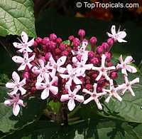 Clerodendrum bungei, Cashmere (Cashmir) bouquet, Glory Bower, Clerodendron

Click to see full-size image