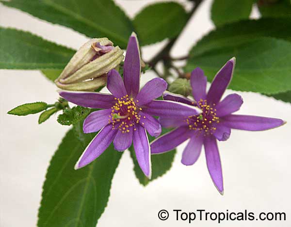 Grewia occidentalis, Lavender Star Flower