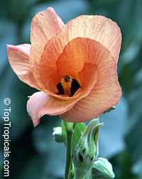 Hibiscus tiliaceus, Talipariti tiliaceum, Mahoe

Click to see full-size image