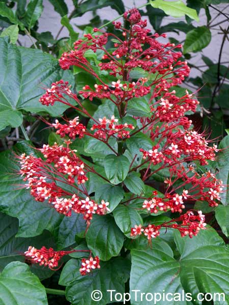 Clerodendrum paniculatum, Pagoda Flower, Orange Tower Flower, Clerodendron