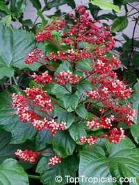 Clerodendrum paniculatum, Pagoda Flower, Orange Tower Flower, Clerodendron