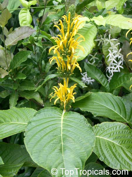 Justicia aurea, Jacobina aurea, Jacobinia aurea, Yellow Jacobinia, Golden Plume