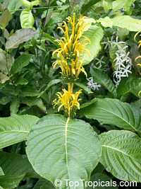 Justicia aurea, Jacobina aurea, Jacobinia aurea, Yellow Jacobinia, Golden Plume

Click to see full-size image