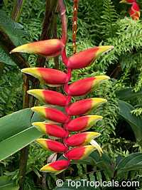 Heliconia rostrata - Lobster Claw

Click to see full-size image