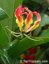 Gloriosa sp., Glory Lily, Climbing Lily, Flame Lily

Click to see full-size image