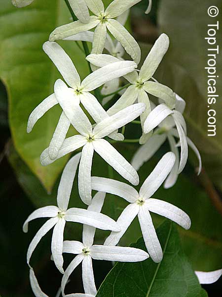 Petrea pubescens, Petrea glandulosa, Petrea volubilis var. alba, Queen's Wreath