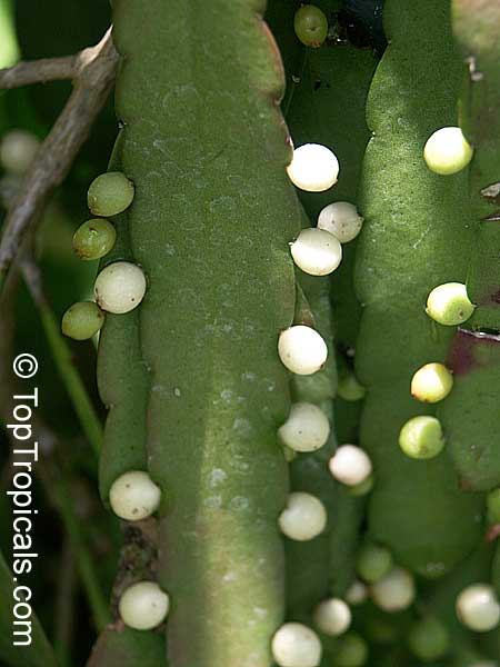 Pseudorhipsalis ramulosa, Rhipsalis ramulosa var. angustissima, Red Rhipsalis
