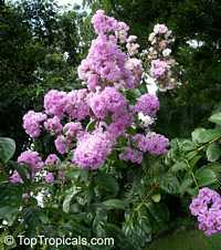 Lagerstroemia speciosa, Lagerstroemia flos reginae, Queens Crape Myrtle ...