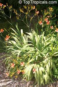 Pardancanda norrisii, Candy Lilies

Click to see full-size image