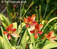 Pardancanda norrisii, Candy Lilies

Click to see full-size image
