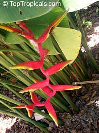 Heliconia x rauliniana, Heliconia Paradise

Click to see full-size image