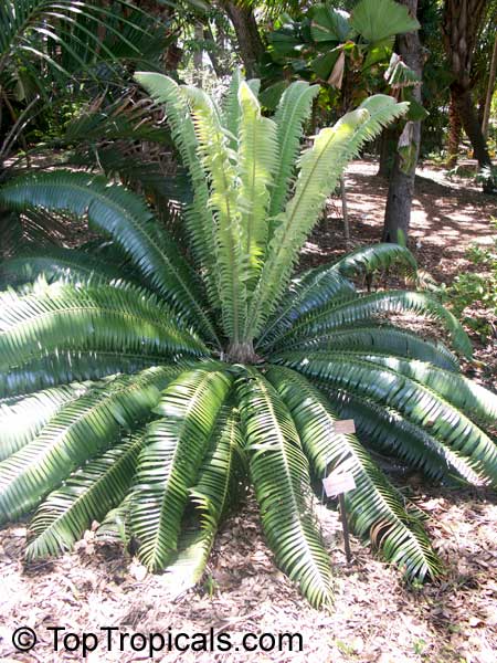 Dioon sp., Virgin Palm. Dioon rzedowskii (Oaxaca, Mexico)