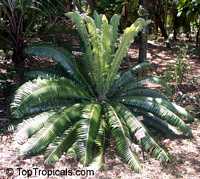 Dioon sp., Virgin Palm

Click to see full-size image