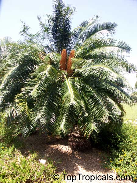Dioon sp., Virgin Palm